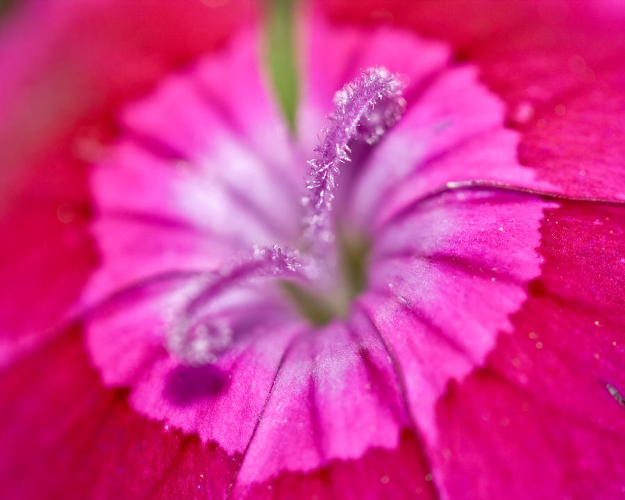 Flower Crystals