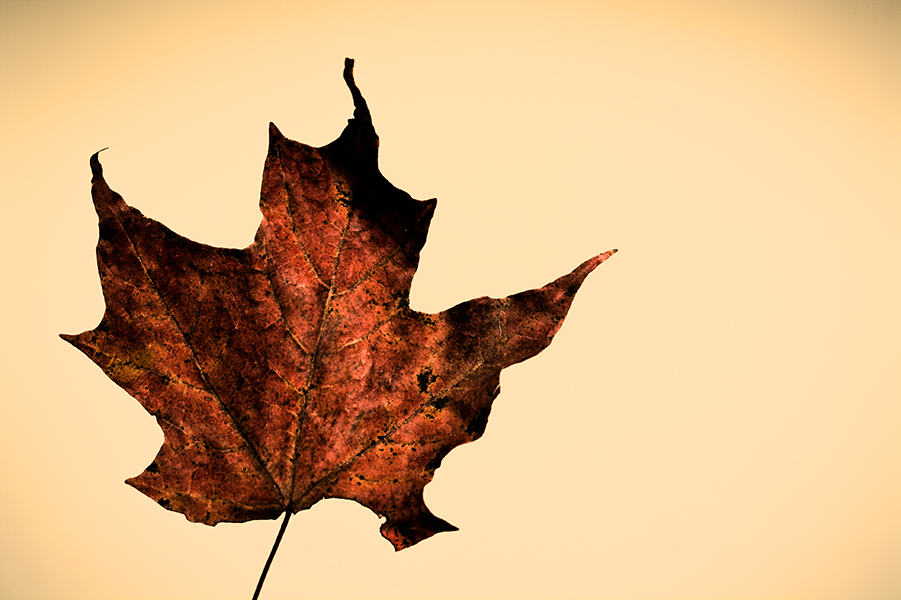 Weathered Leaf