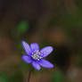 blue anemone hepatica 3
