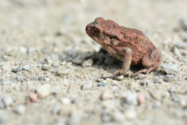 little toad on the road