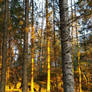 golden forest