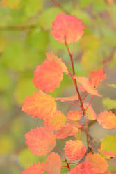 autum aspen leaves