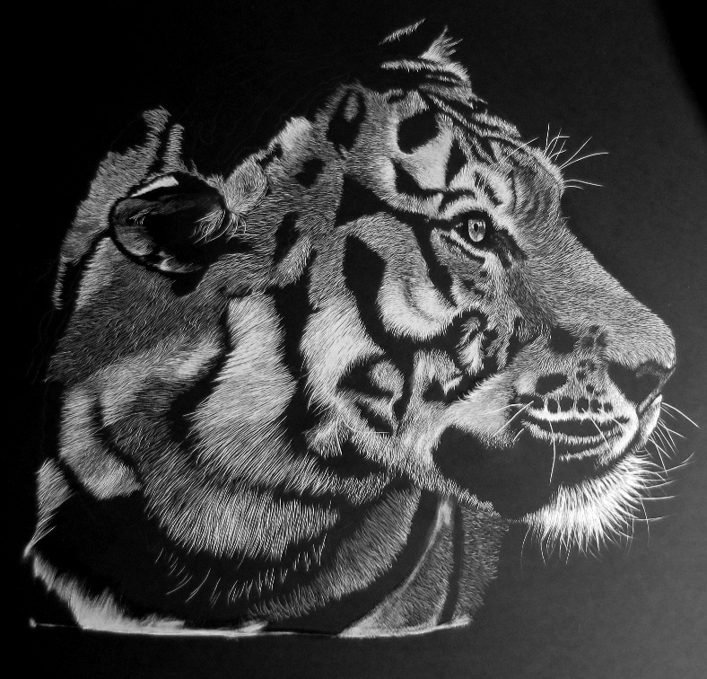 Siberian Tiger - WIP2