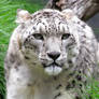 Snow Leopard - 1