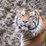 Sumatran Tiger 2