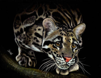 Clouded Leopard - Scratchboard