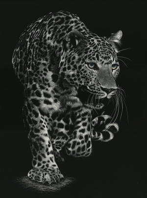WIP - Scratchboard of Panther by shonechacko