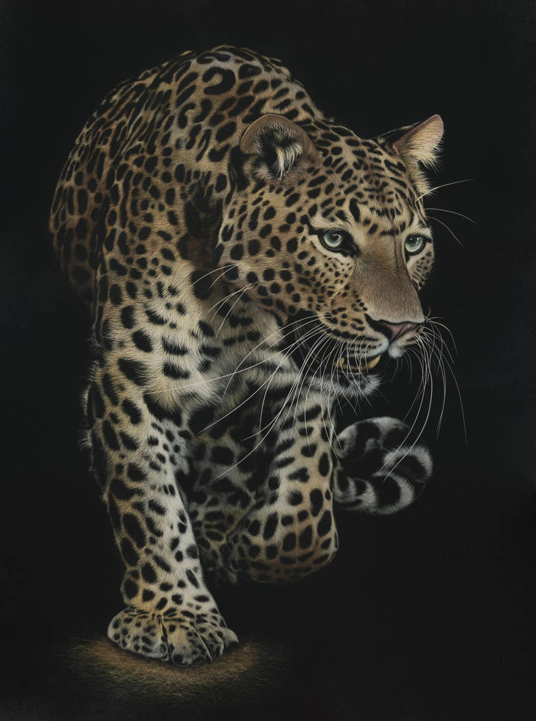 Scratchboard - On the Prowl