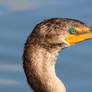 Hellyer Park 2