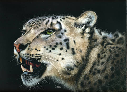 Misha - Snow leopard Scratchboard