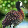 White-faced Whistling Duck - INKS