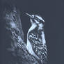 Woodpecker - scratchboard