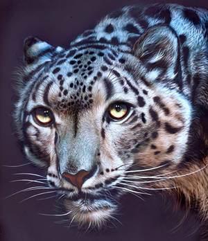 Snow Leopard - Inks on scratchboard