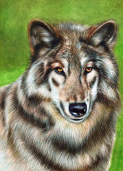 Boromir - North American Wolf - inks on clayboard