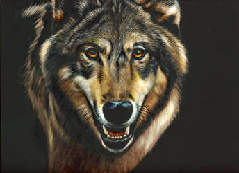 Inka - Timber wolf - inks on scratchboard