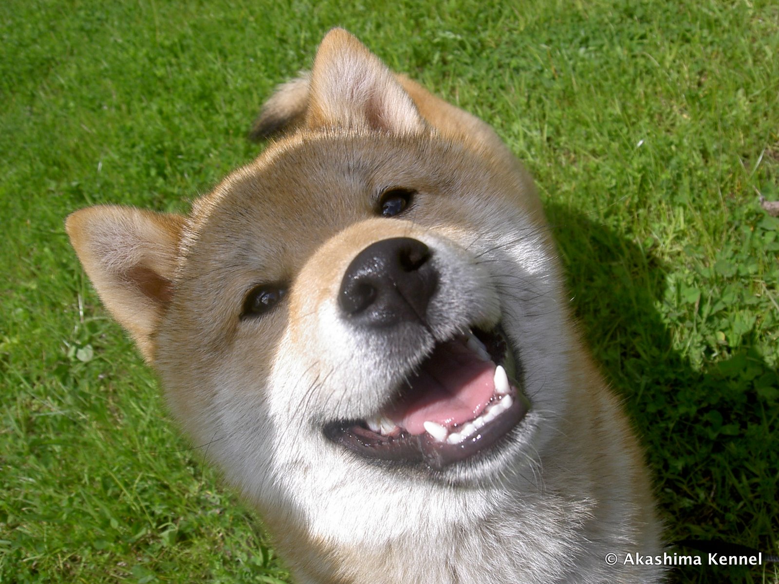 Sato the smiling Shiba Inu