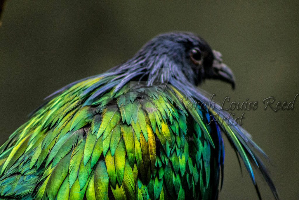 Nicobar pigeon 2