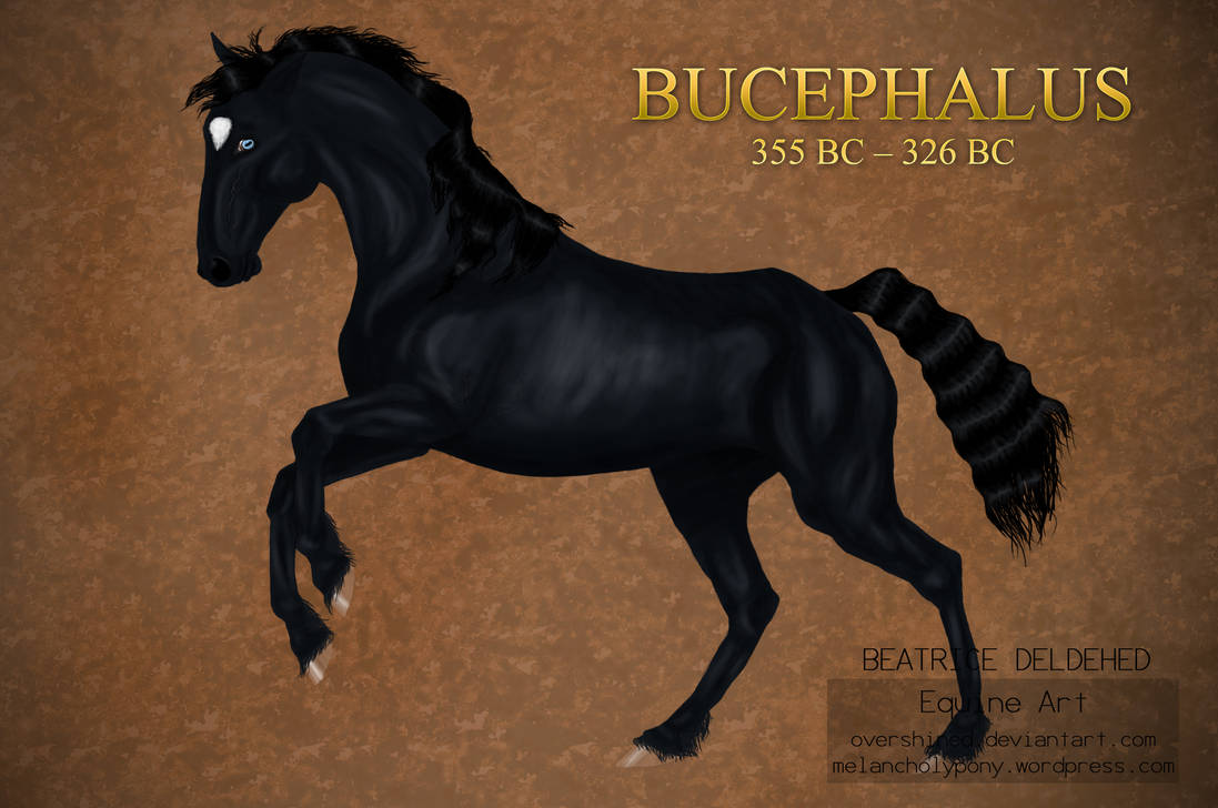 Буцефал это чей конь. Фризская лошадь Буцефал.