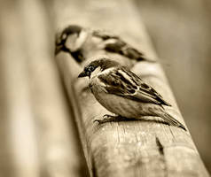 Birds life...