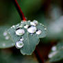 The story of raindrops