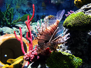 Lionfish in Legoland, Denmark