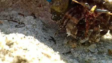 Hermit Crab