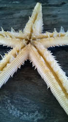 Starfish