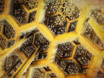 Hexbeams by batjorge