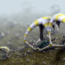 Strange Micro Worlds I