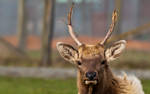 A Resting Elk by GerryD90