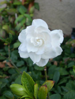 Gardenia