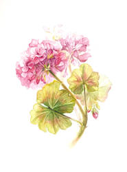 a geranium