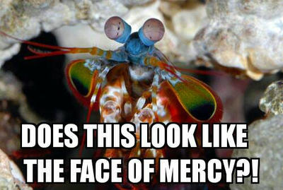 The Mantis Shrimp will Truck You Up