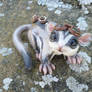 Noot Steampunk Sugar Glider