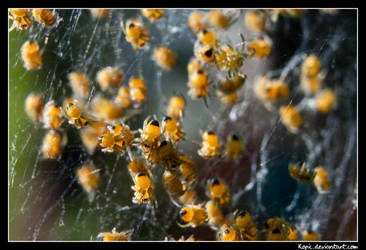 Macro-newborn-spiders