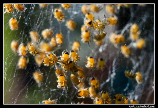 Macro-newborn-spiders