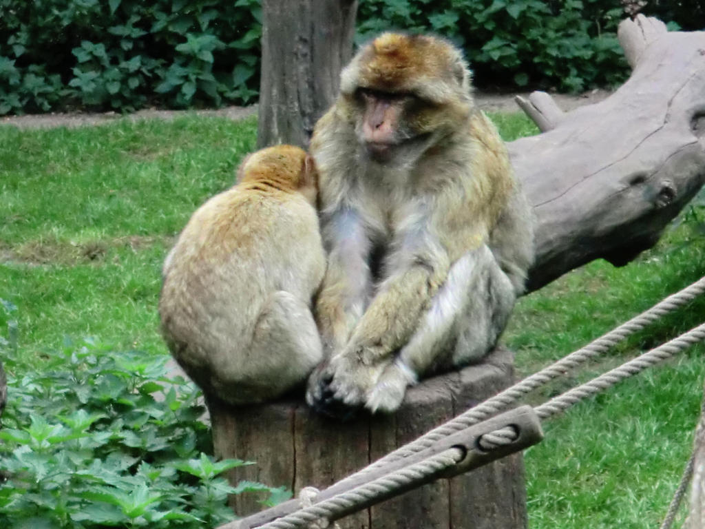 monkey-friends by SMILEY1997 on DeviantArt
