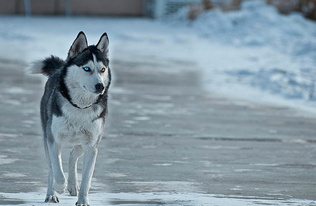 husky