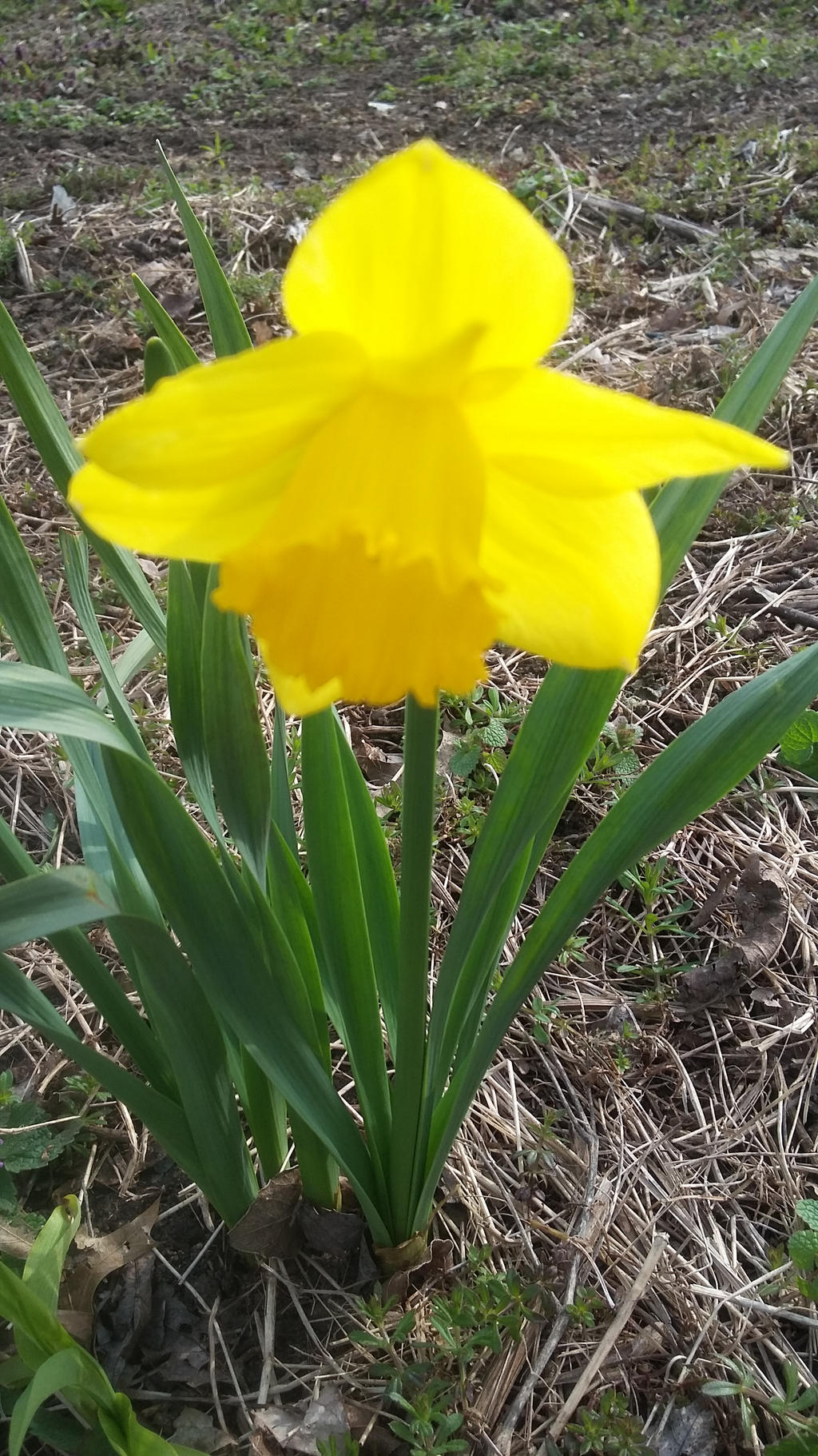 Single Daffodil