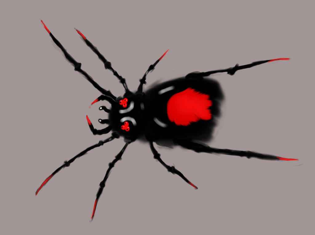 Spider Insect Deviantart Spider by ScottDigitalArt on DeviantArt