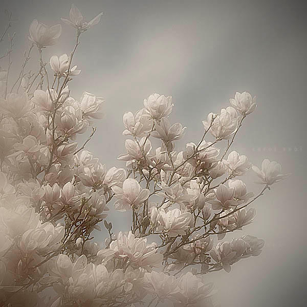 so soft and fragile... by bindii