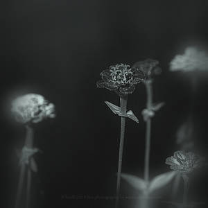 Seenflowers by bindii