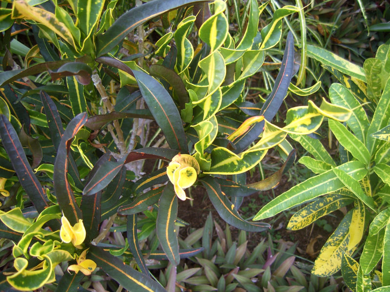 Weird Plant - Fiji