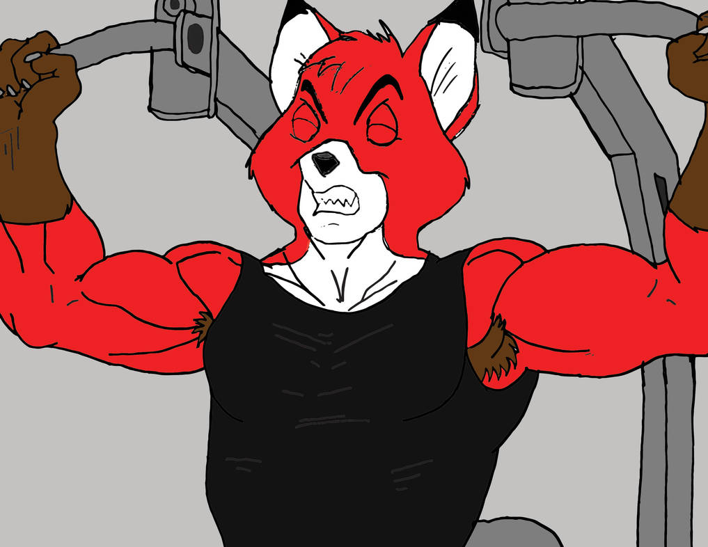 Deviantart Andre Fox Andrew The Fox Exercising by MatthewCipolla1 on DeviantArt