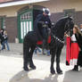 Friesian Stallion