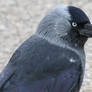 Jackdaw portrait