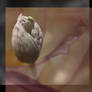 Embraced, Enfolded (collaboration)