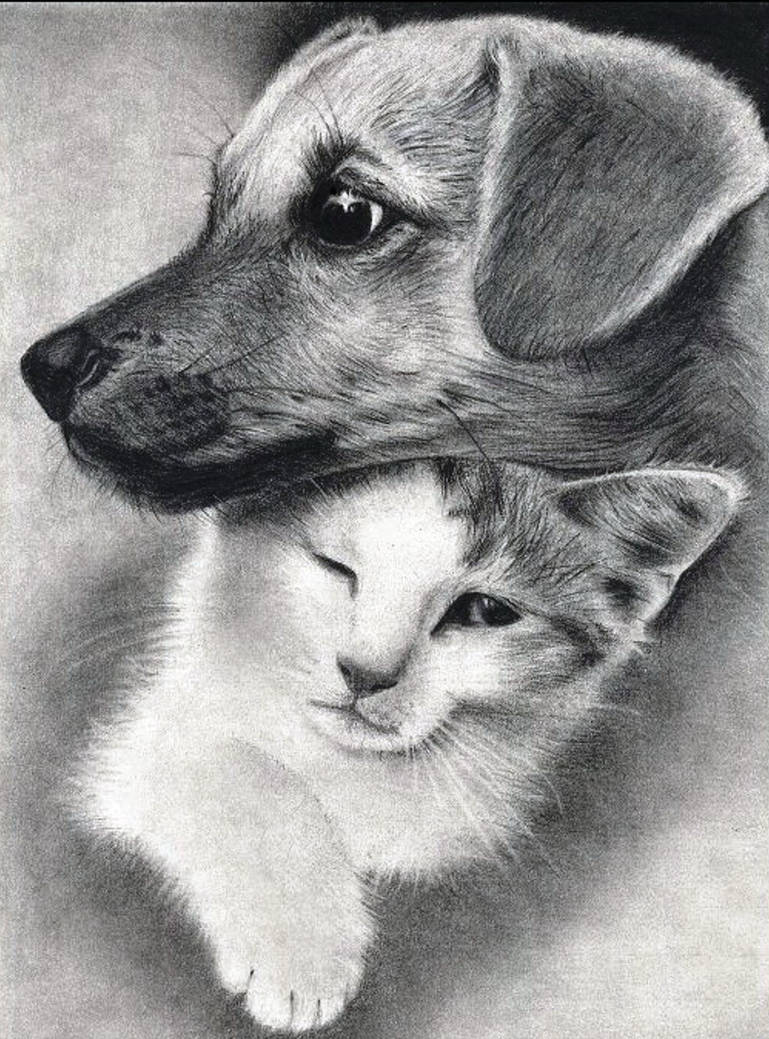Картинки рисунки. Животные карандашом. Красивые рисунки животных. Картины карандашом. Риски животных карандашом.