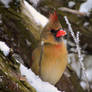 Momma Cardinal