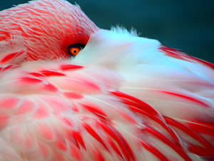Flamingo by CoreyChiev Flamingo by CoreyChiev